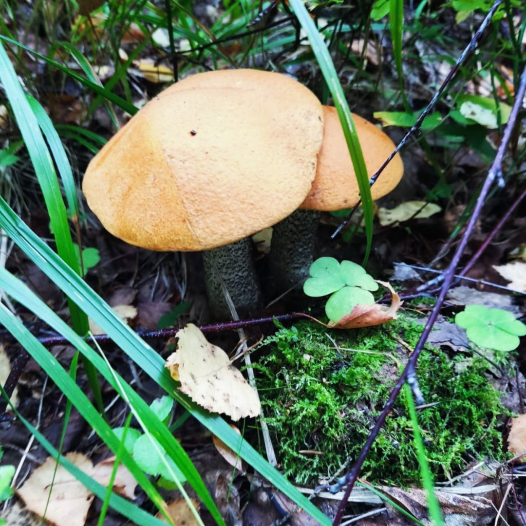 photo_2026-02-06_17-27-10.jpg photo_2026-02-06_17-27-10.jpg